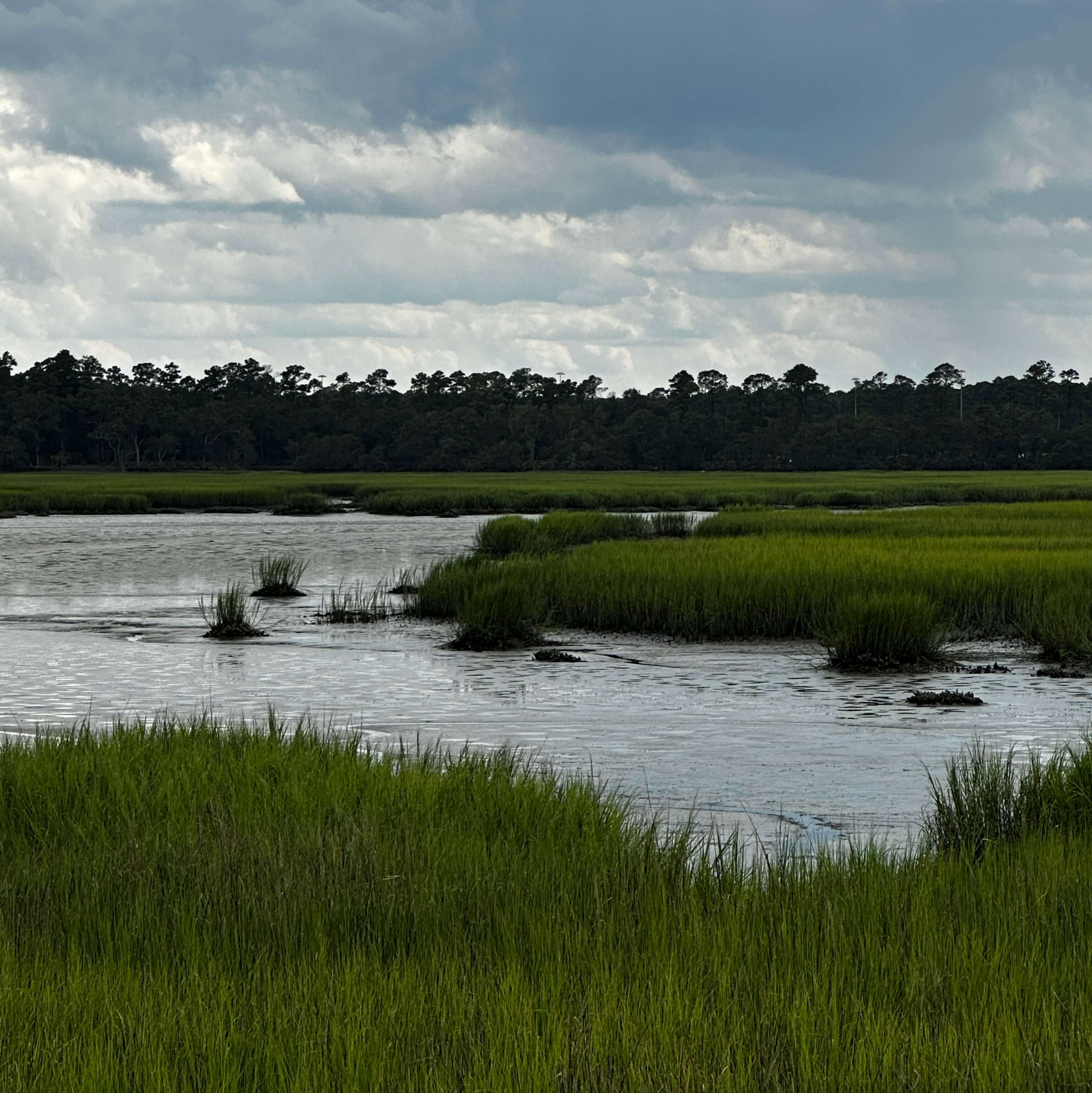 Coastal Georgia Marsh